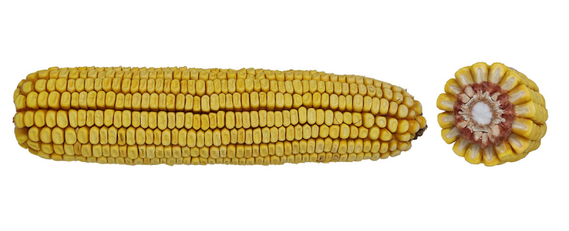 04-34 TRERIB image