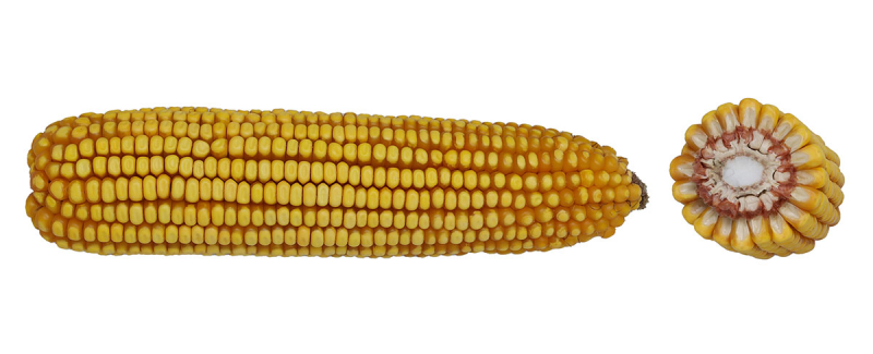 18-01 SSRIB image