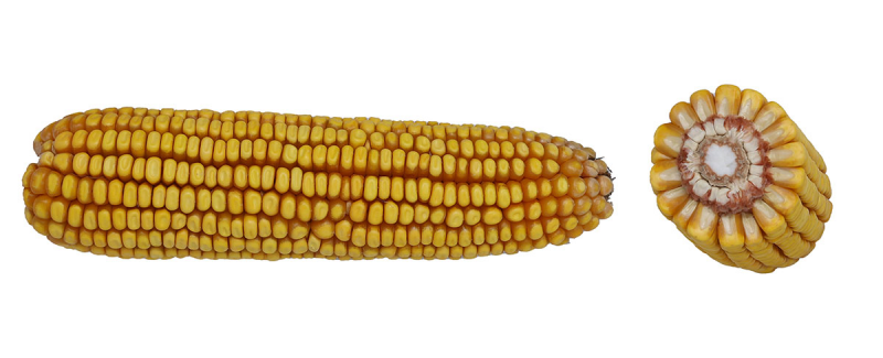 12-48 DGVT2PRIB image