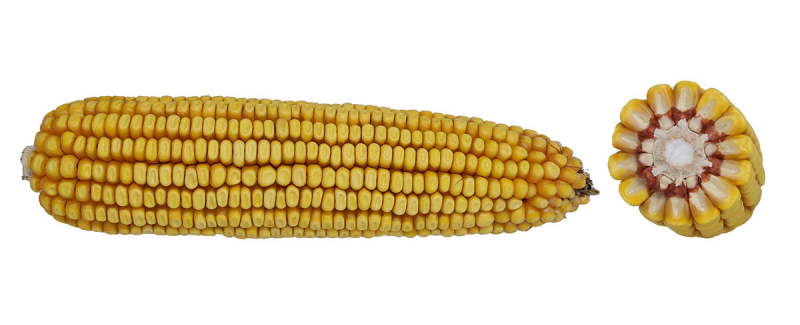 11-30 TRERIB image