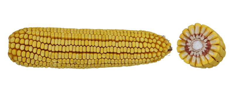 08-01 SSRIB image